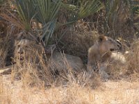 Marion, Romane South Africa 2014 (40 of 63) : KNP Satara area, Marion visit
